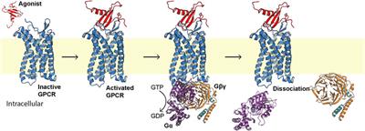 Cholesterol Is a Dose-Dependent Positive Allosteric Modulator of CCR3 Ligand Affinity and G Protein Coupling